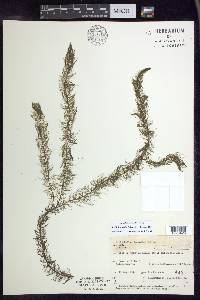 Myriophyllum farwellii image