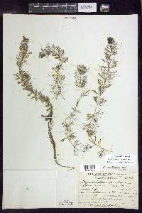 Myriophyllum sibiricum image