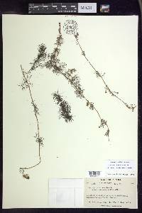 Myriophyllum sibiricum image