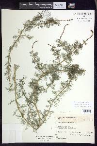 Myriophyllum sibiricum image