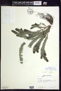 Myriophyllum sibiricum image