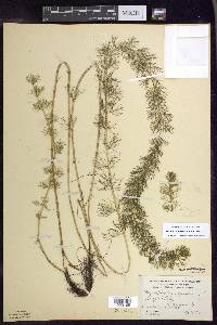 Myriophyllum sibiricum image