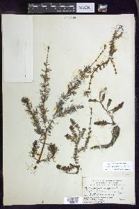 Myriophyllum sibiricum image