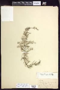 Myriophyllum humile image