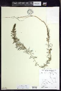 Myriophyllum sibiricum image