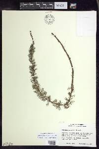 Myriophyllum verticillatum image