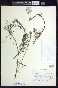 Myriophyllum verticillatum image