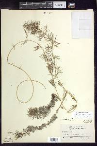 Myriophyllum sibiricum image