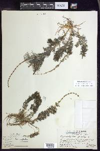 Myriophyllum sibiricum image