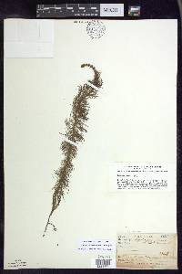 Myriophyllum verticillatum image