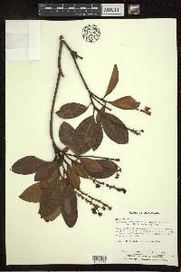 Byrsonima crassifolia image