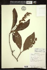 Byrsonima crassifolia image