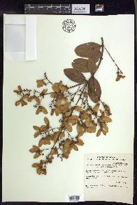 Heteropterys byrsonimifolia image