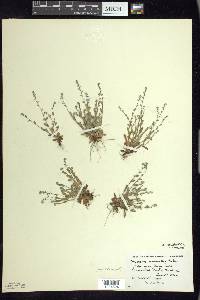 Myosotis stricta image