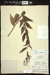 Hackelia virginiana image