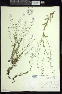 Myosotis sylvatica image