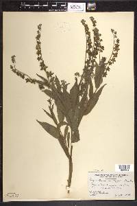 Cynoglossum officinale image