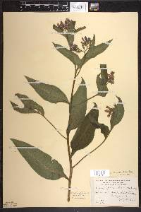 Symphytum × uplandicum image