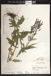 Verbena hastata image