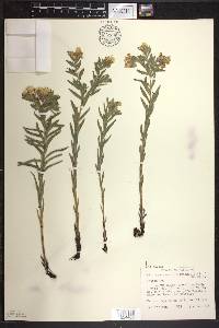 Lithospermum caroliniense image