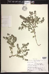 Verbena bracteata image