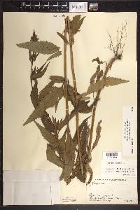 Verbena hastata image