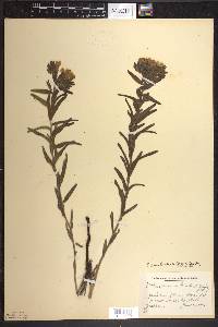 Lithospermum caroliniense image