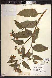 Symphytum × uplandicum image