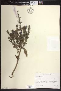 Echium vulgare image