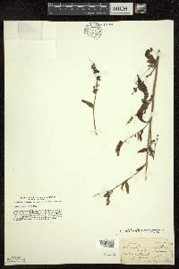 Hackelia deflexa var. americana image