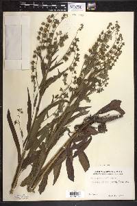 Cynoglossum officinale image