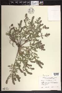 Verbena bracteata image