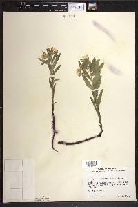 Lithospermum canescens image