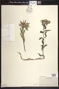 Lithospermum canescens image