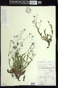 Myosotis sylvatica image