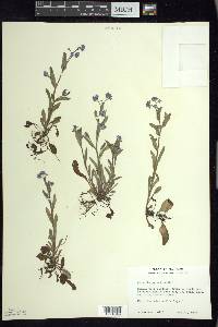 Myosotis sylvatica image