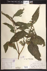 Symphytum × uplandicum image