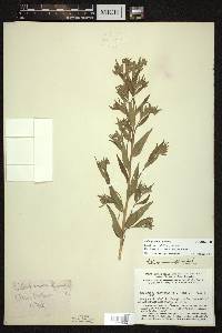 Lithospermum officinale image