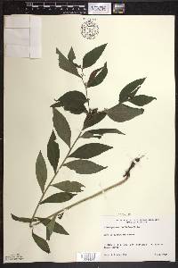 Lithospermum latifolium image