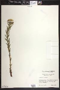 Lithospermum caroliniense image