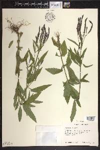 Verbena hastata image