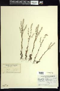 Myosotis verna image