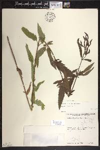 Verbena hastata image