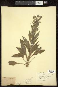 Cynoglossum officinale image