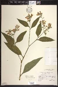Symphytum × uplandicum image