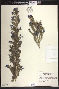 Echium vulgare image