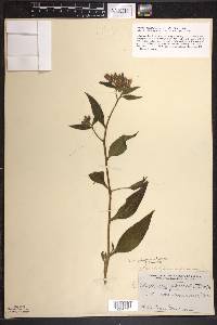 Symphytum × uplandicum image