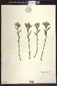 Lithospermum canescens image