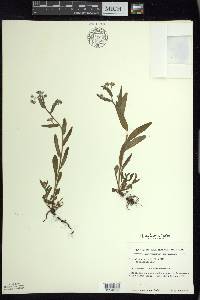 Myosotis sylvatica image