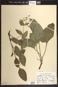 Mertensia paniculata image